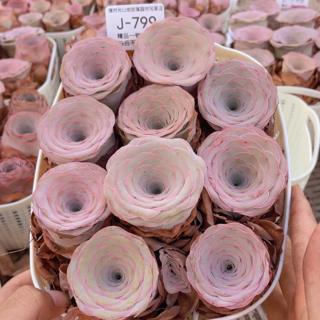 娜***子山地玫瑰花篮组合J799