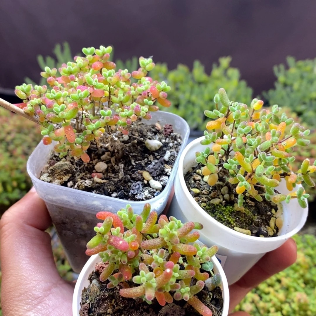****无花朵76号实生密叶糖球84号蜜橘糖球95号蜜橘糖球