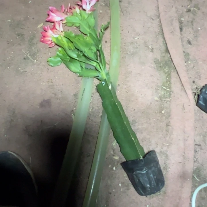 68号嫁接瑕疵小破苗一颗无售后40