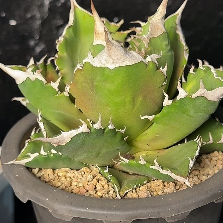 无花朵龙舌兰仁王冠白火