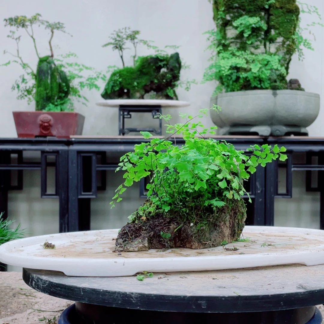 无铅玻璃用****5铁线蕨等植物的生长发育和