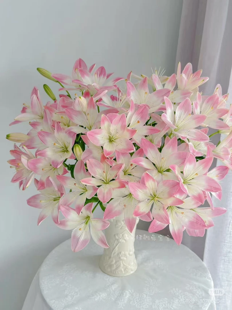 【买百合选林冲丨萌萌哒】单瓣亚百合无香仙气可爱送礼【迷你小花苞】