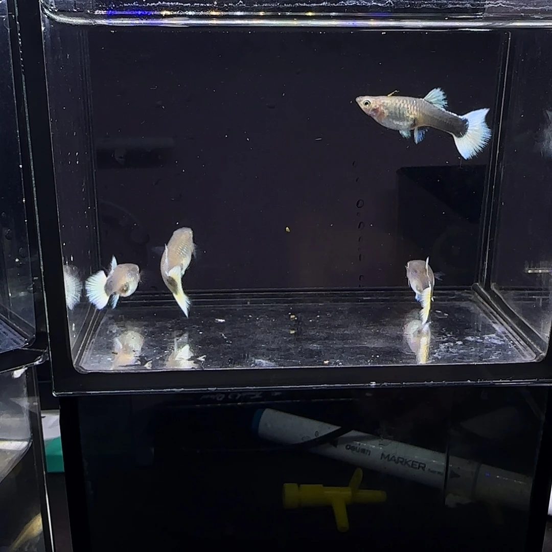 孔雀鱼黄礼服母鱼四条