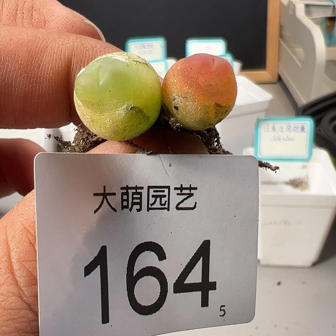 0000164 一物一拍……