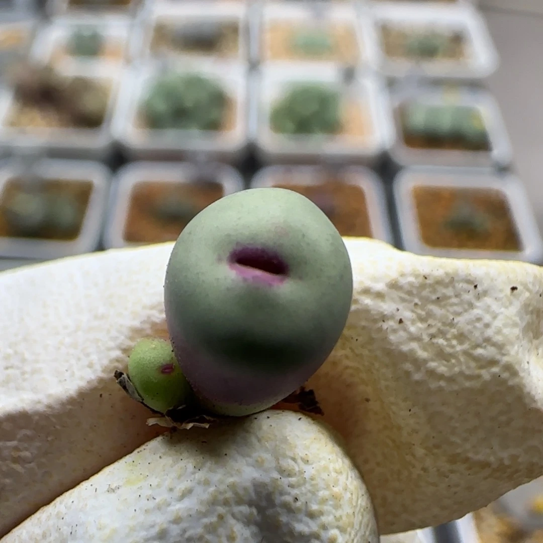 10-30-128当天满38包邮根短厚嘴0.7脱土