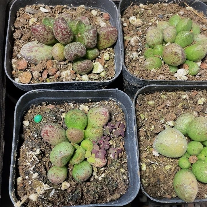 玛丽安水泡2.8带盆土