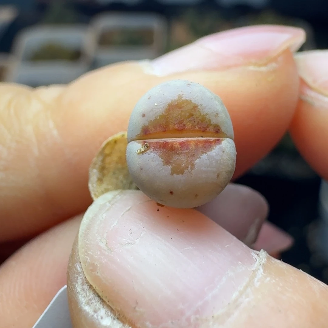 1394一颗热唇/我五土