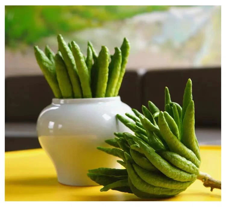 【表妹精选一物一拍】云南新鲜佛手柑  闻香观赏把玩室内绿植直发