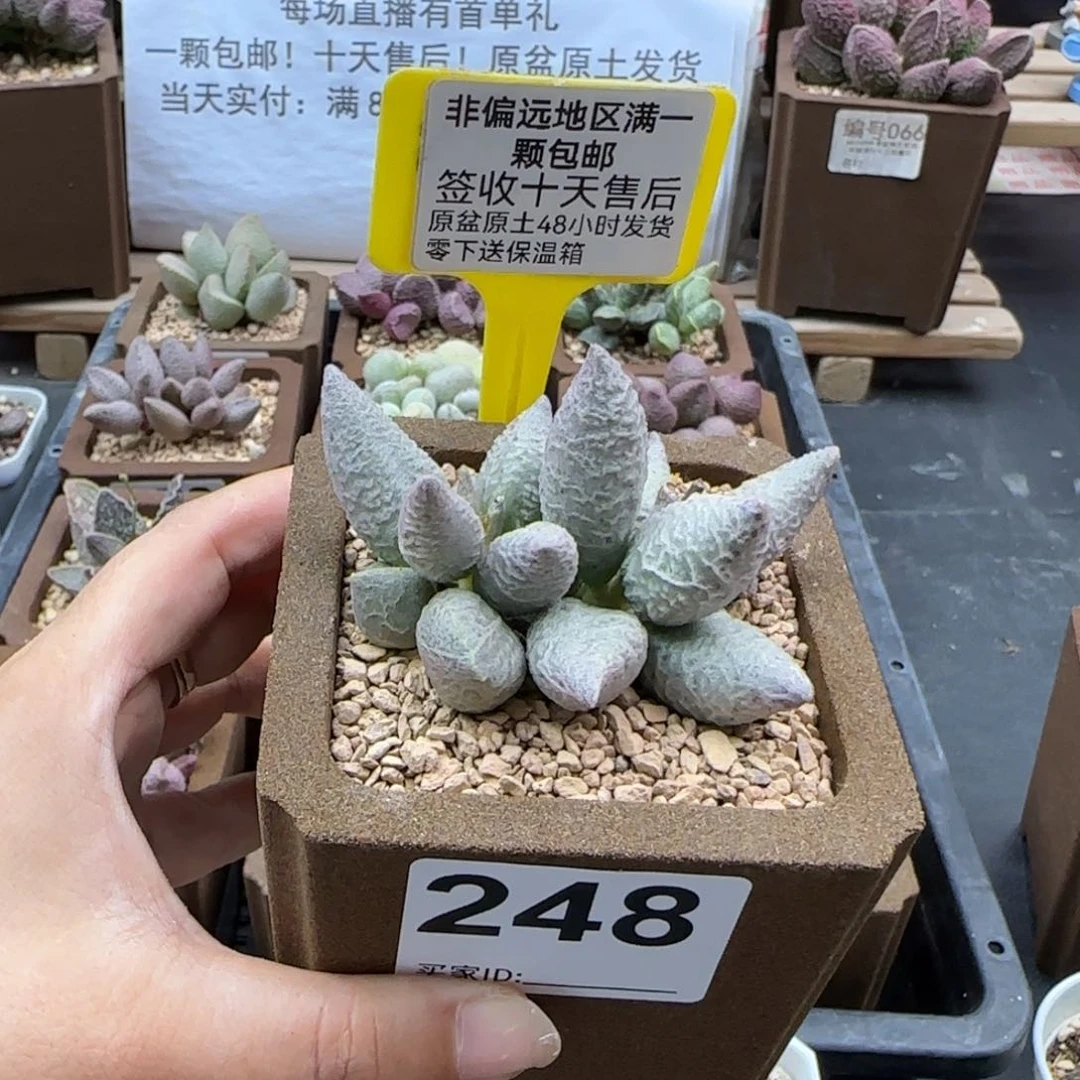 248融化纹冰淇淋多肉植物