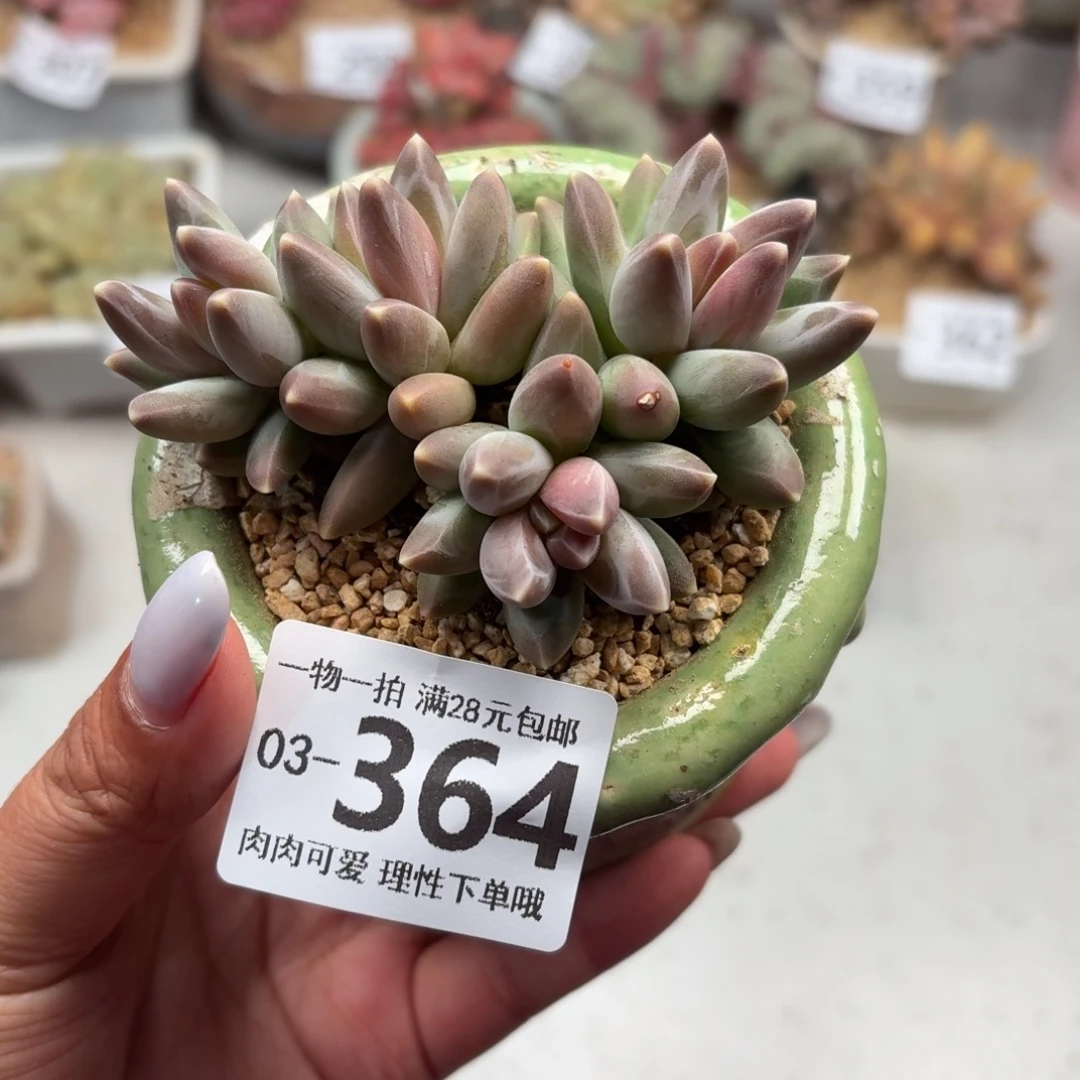 与克拉克拉无盆土发货无盆