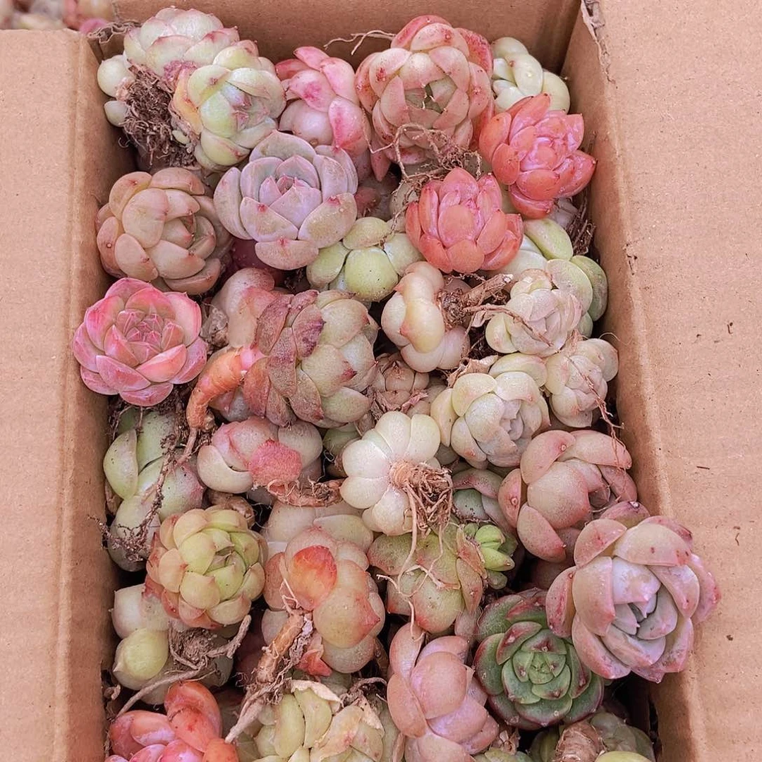 000000000000002量拍保底50颗