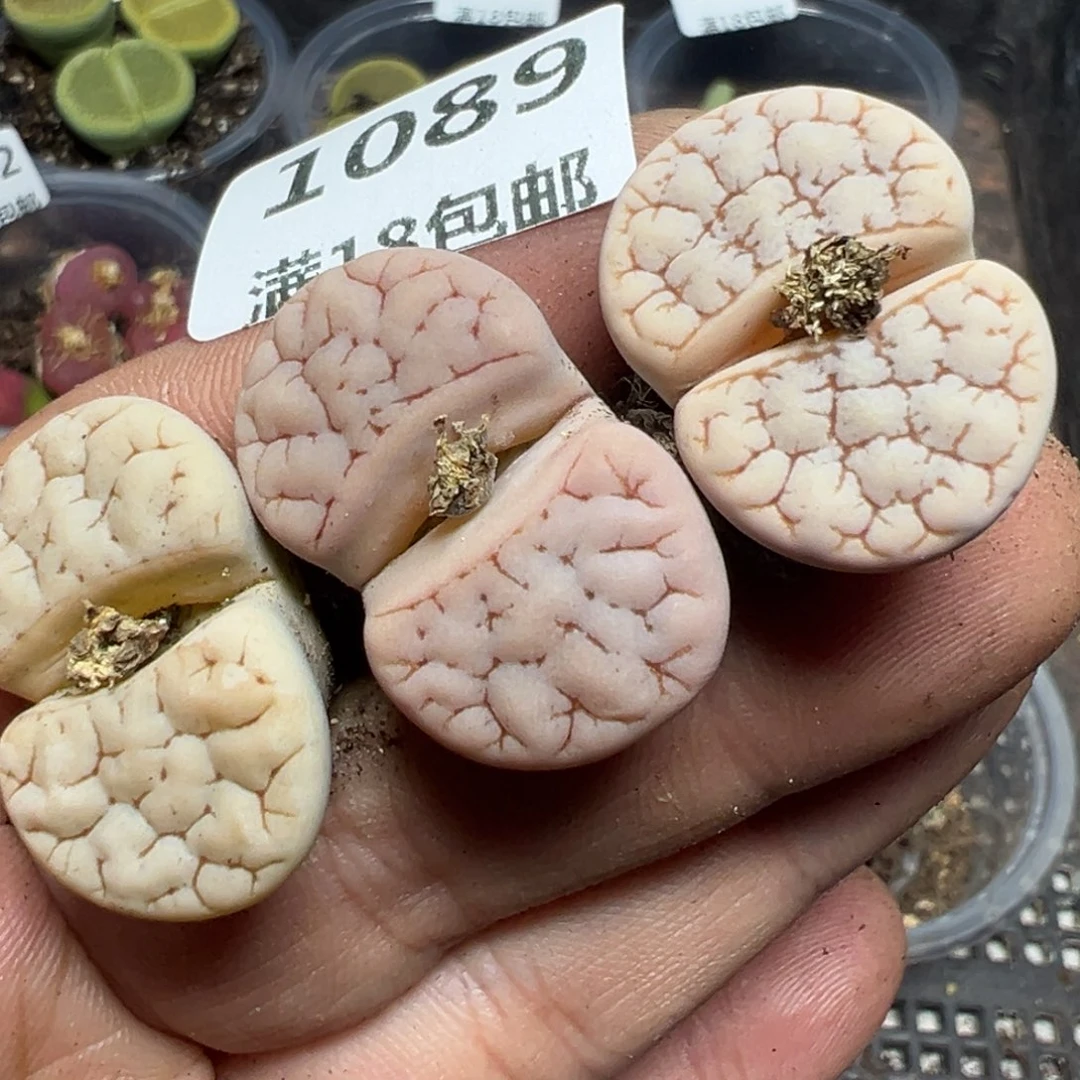 【闪购商品】 1089。