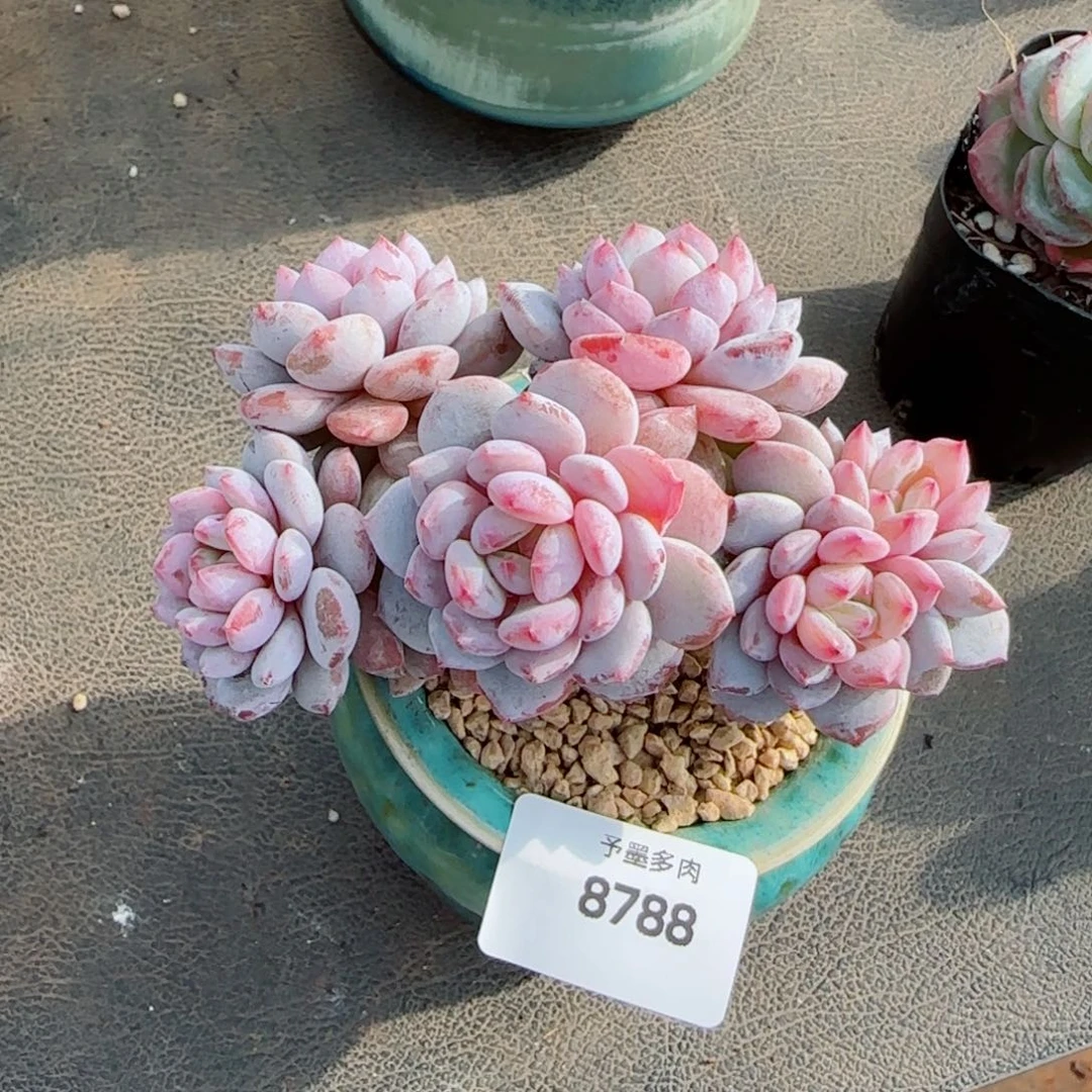 勇***！长杆星星橙，8788多肉植物