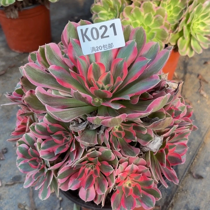 瑞妈多肉植物021..