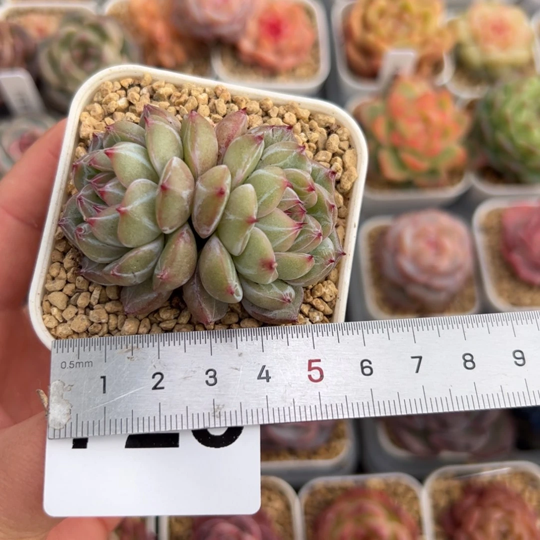 X*725 多肉植物组合盆栽