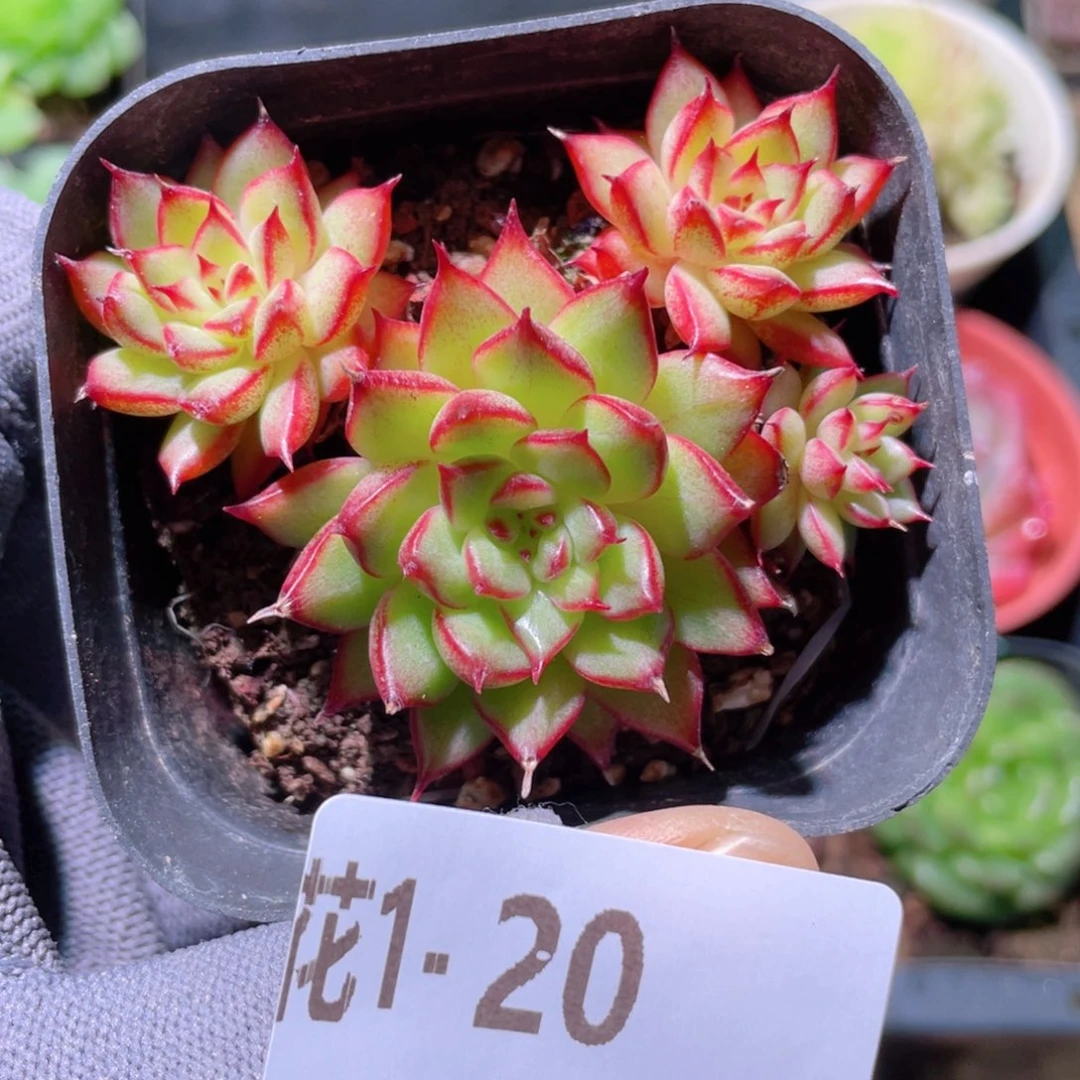 花利美 1-20流星雨