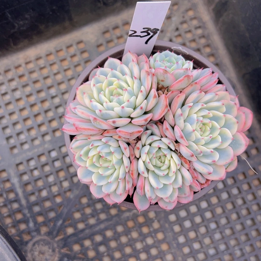 香玉的故事是一个人的故事吗笑