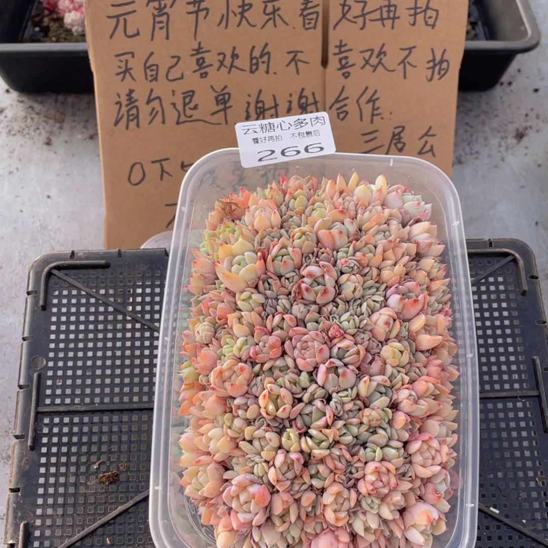 云糖心多肉植物266
