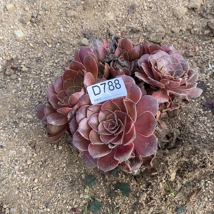 788爱拉多肉植物法师