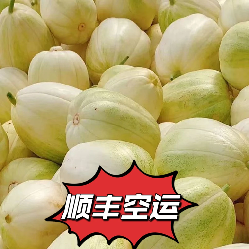 顺丰空运老品种小香瓜新鲜采摘香甜多汁当季水果