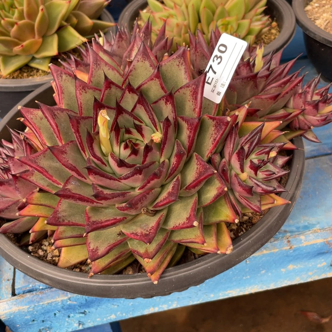 无花朵若如东云组拍E730