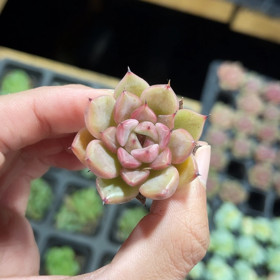 精品神迪多肉植物