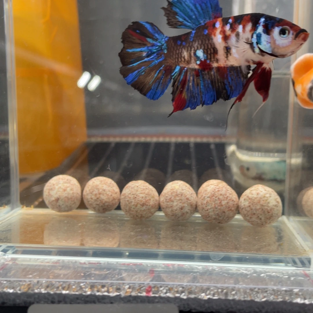 斗鱼12.29 巨斗将军 083