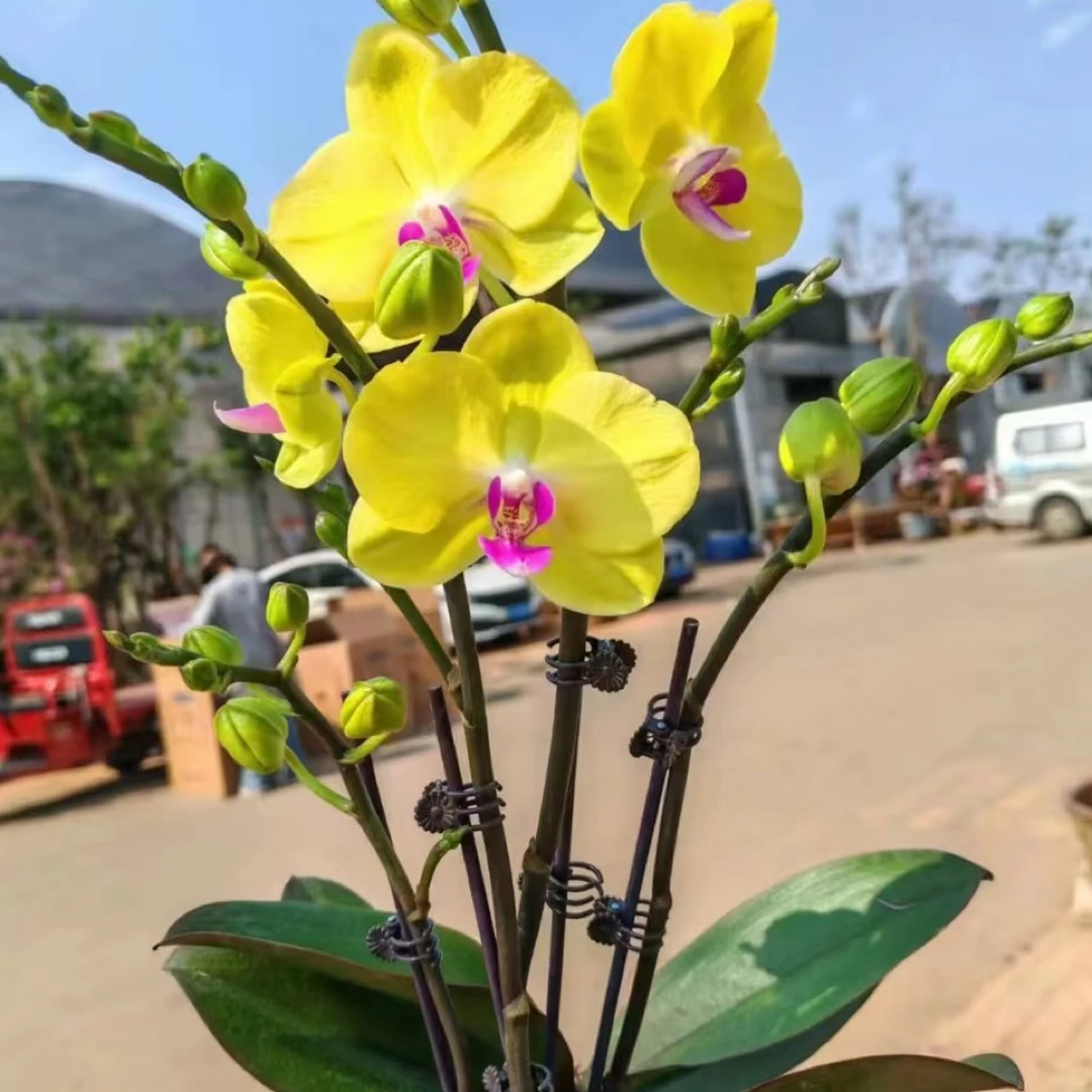 甜格格蝴蝶兰3.0寸杯出剑苗