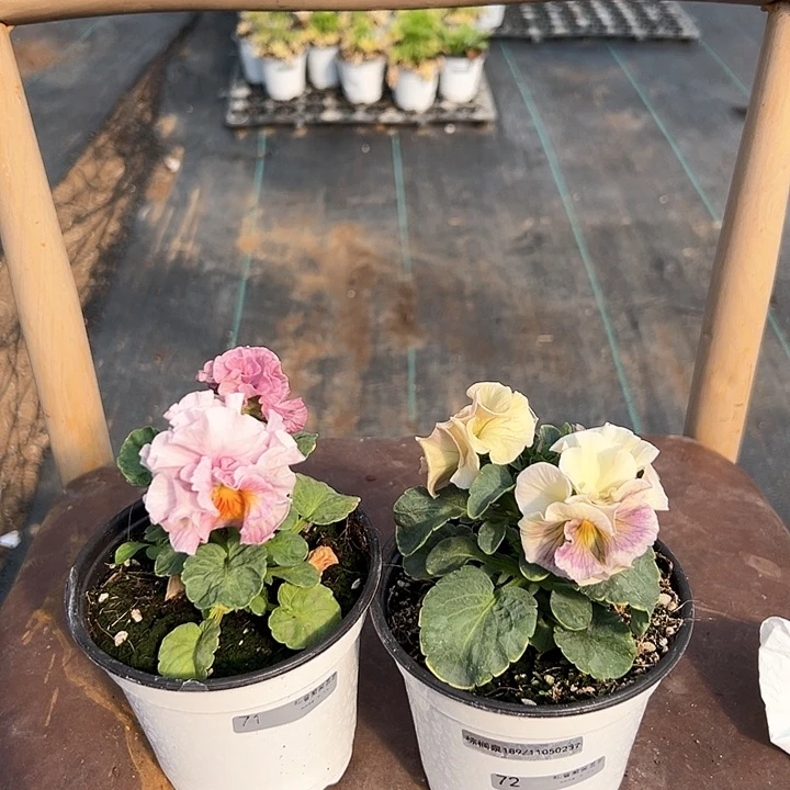 木抖音直播闪拍71/72