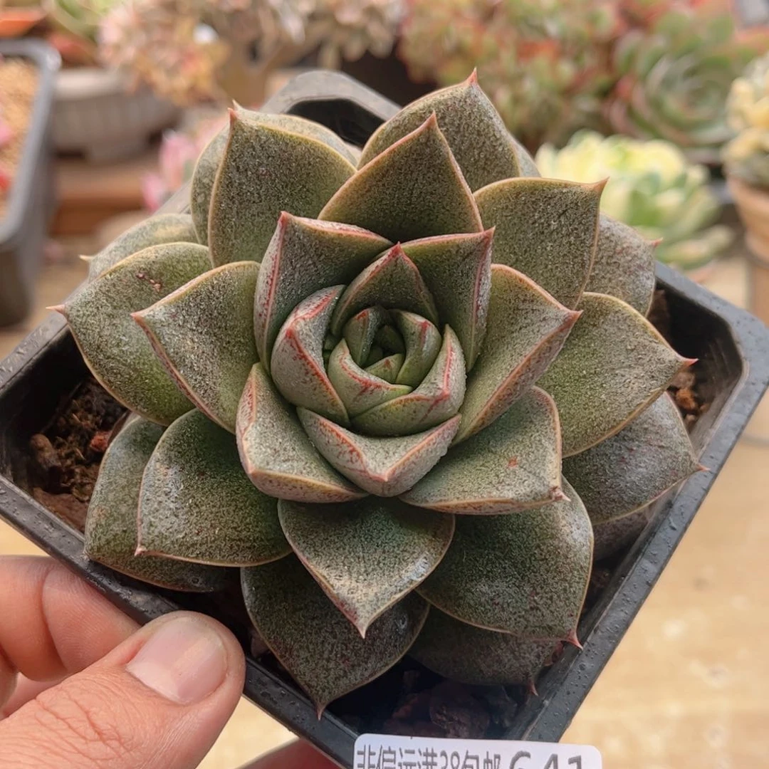 641大和锦德华多肉