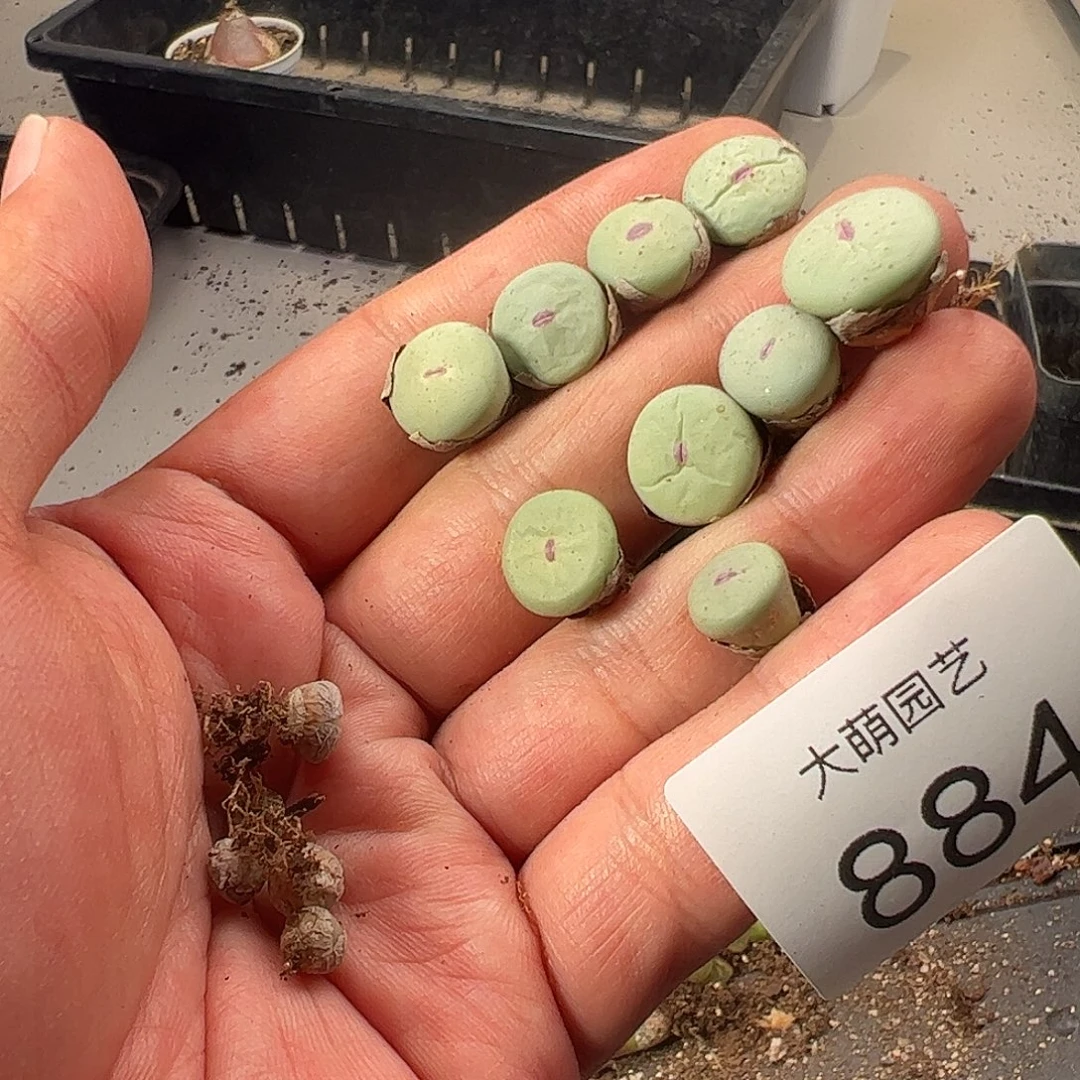 一物一拍。          884