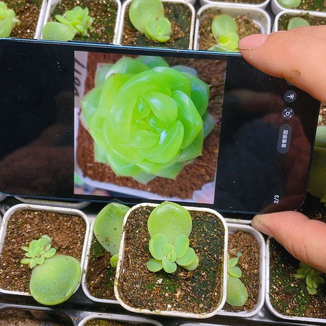 遥遥017 一盆满25包邮