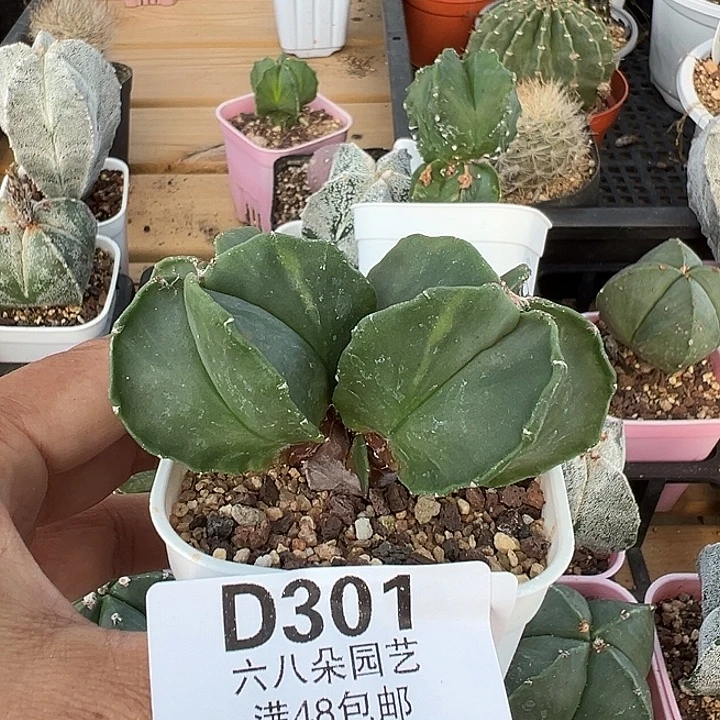 简***活301号多肉植物多肉植物
