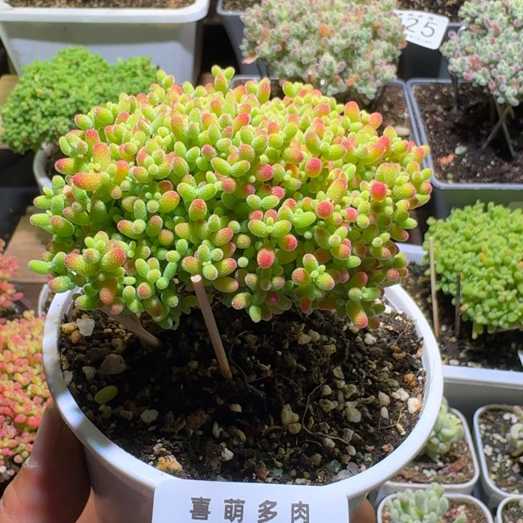 枝干番杏金桔糖球030