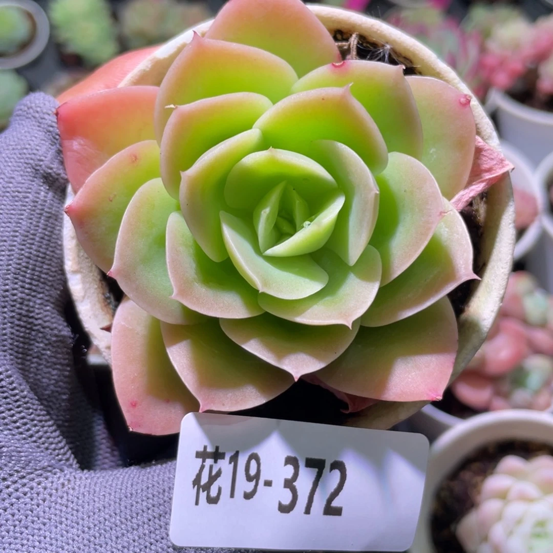 花利美19-372柠檬酸橙