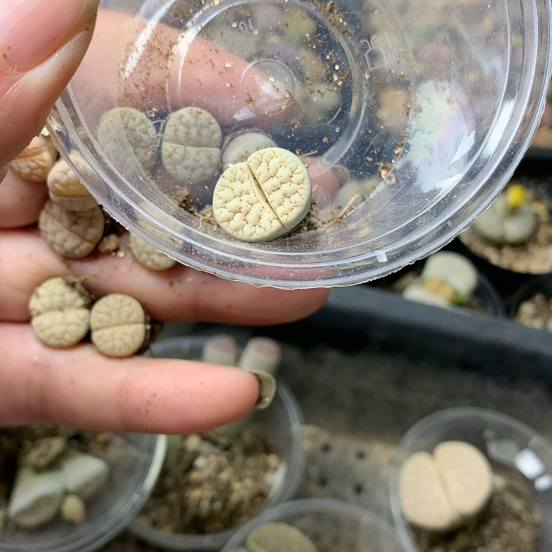 然**叙H246多肉植物保护研究所