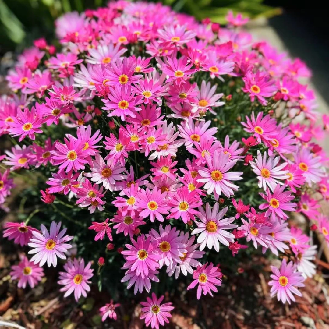 玛格丽特【巨人粉】菊花盆栽多年生易爆花发货快新手易养护喜阳植物