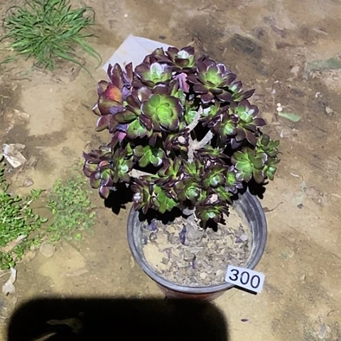 多肉植物法师300黑法师砍过