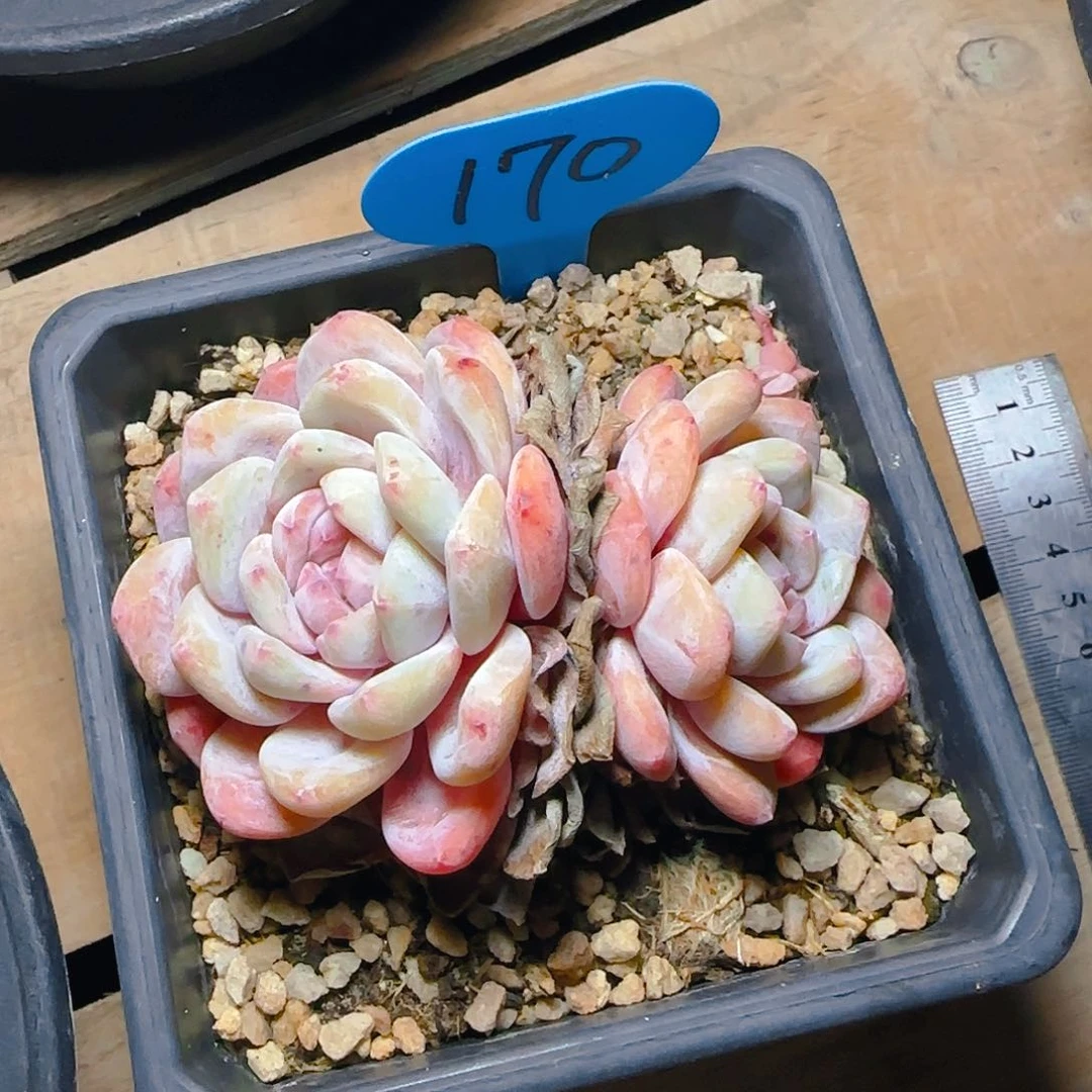 ?**兰双头橙梦露170号一物一拍