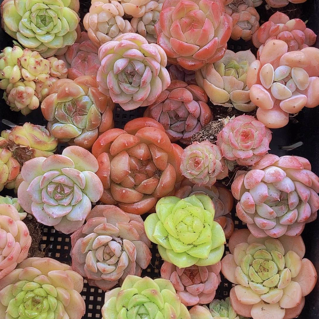 00000001量拍保底20颗