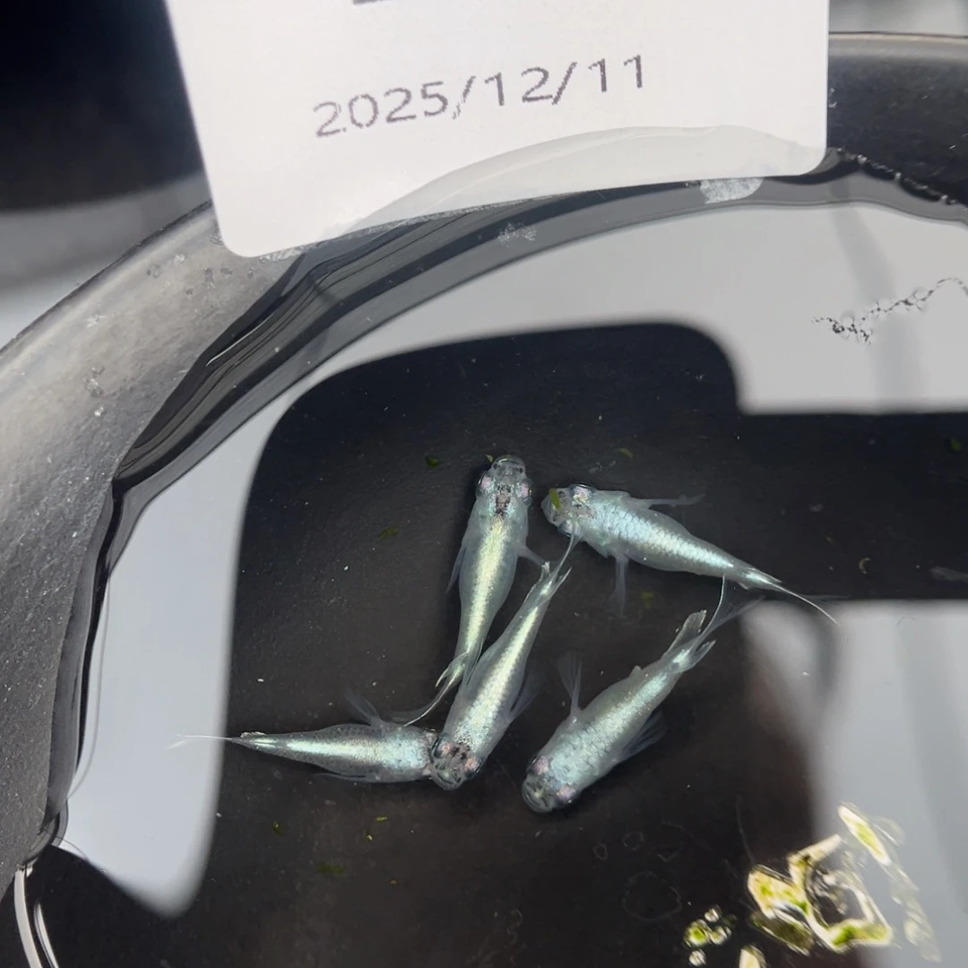 青鳉鱼232短干之五尾