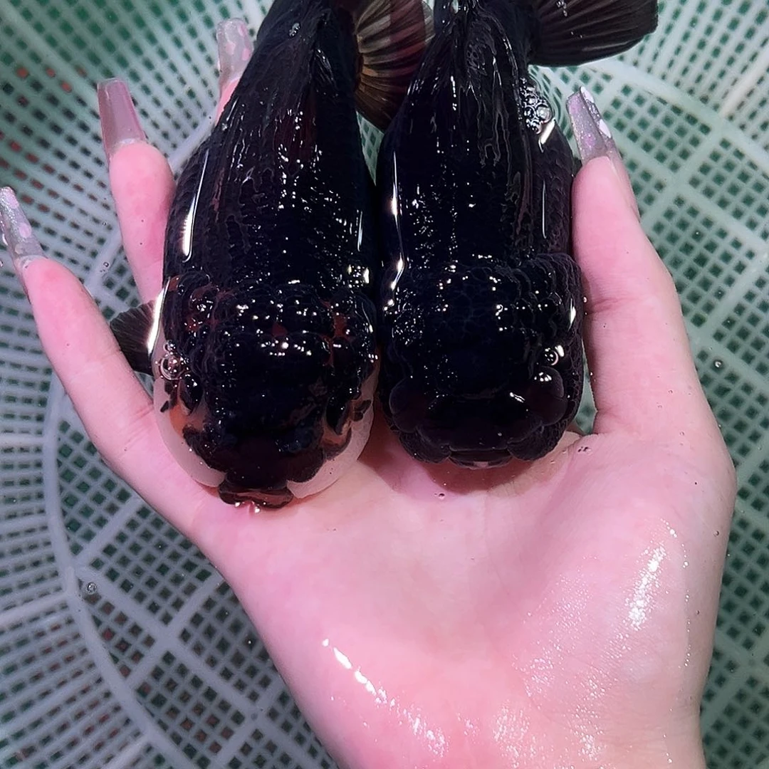 金鱼精品玛丽泰狮黑色一对