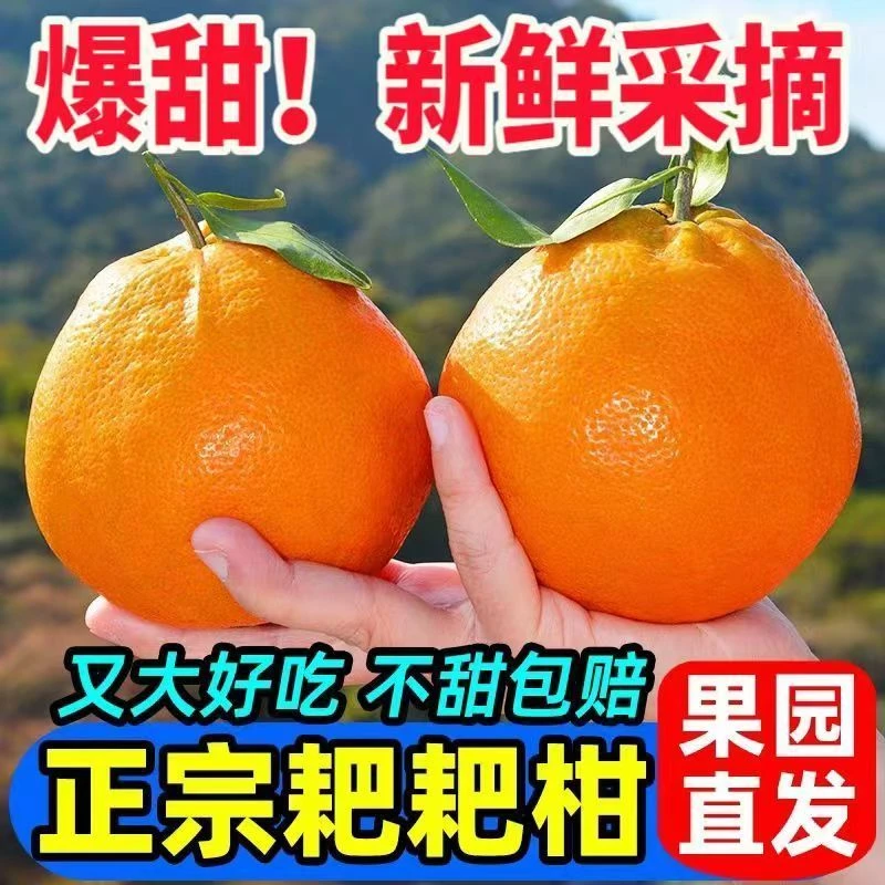 正宗四川春见耙耙柑眉山耙耙柑薄皮甘甜新鲜现摘大果整箱批发F