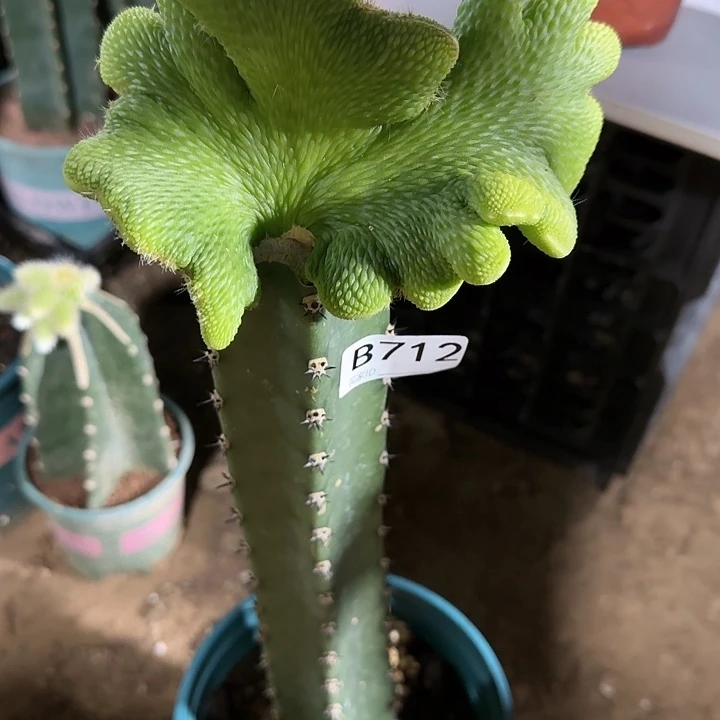 辉*嫁接青蛇缀化712