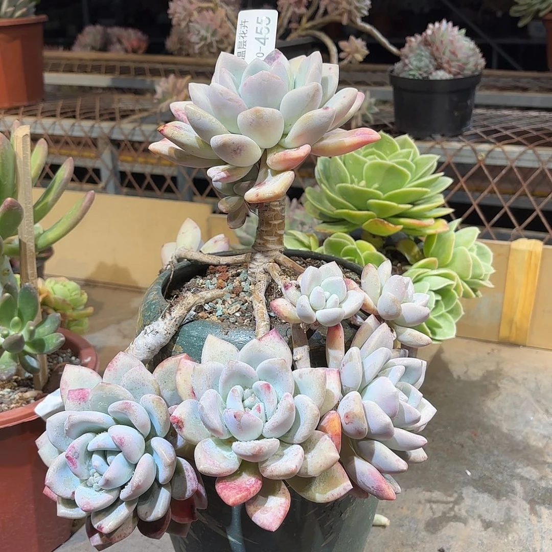 同温层多肉奥普455泡沫发