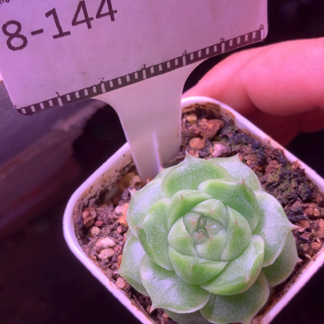 珍妮麦秆58包邮多肉