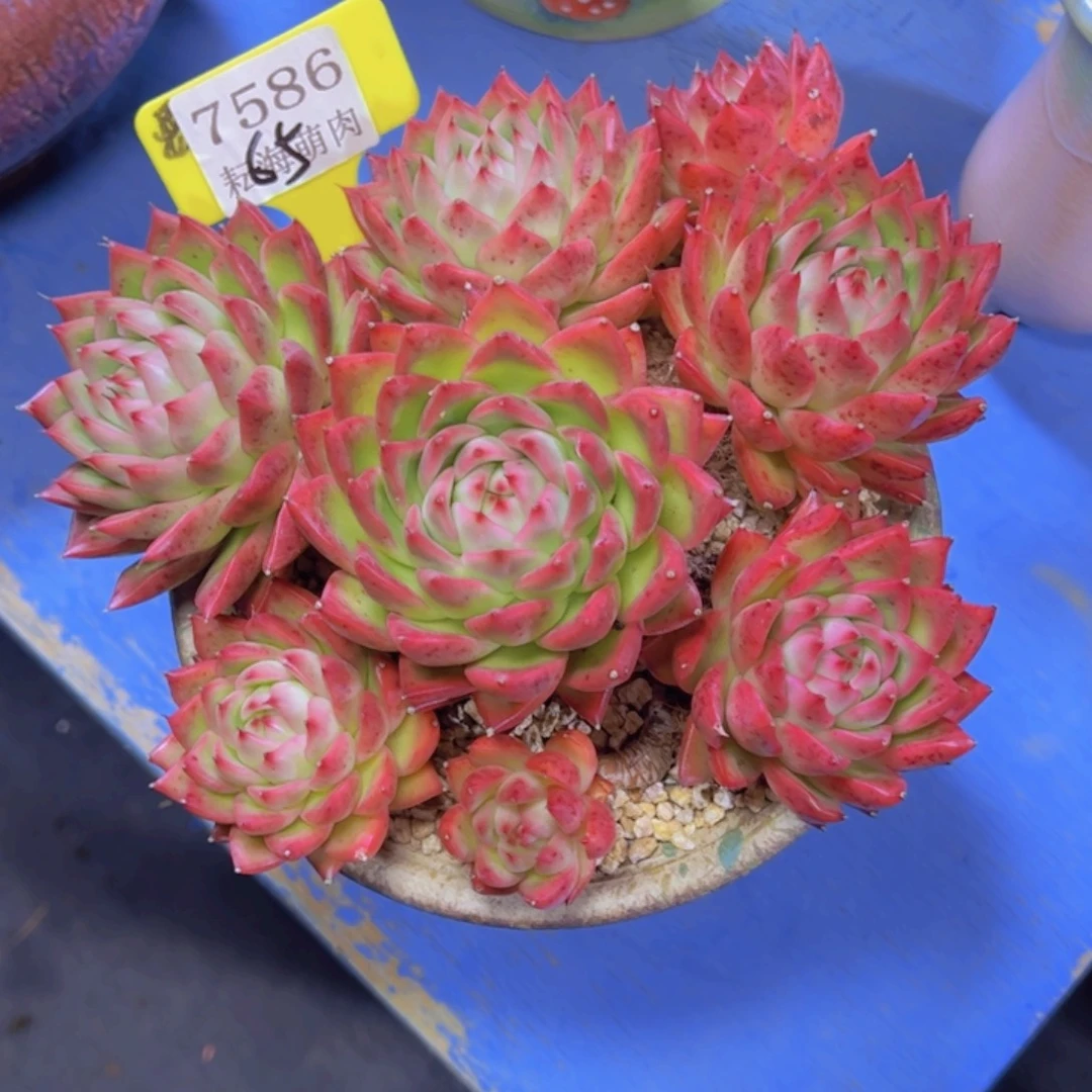 F***)杂交7586多肉植物
