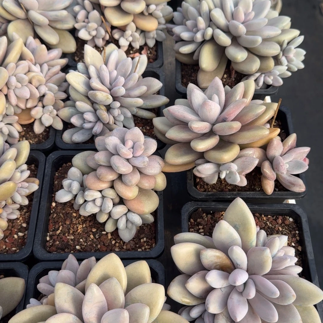 从前慢花园多肉编号-原始虞美人