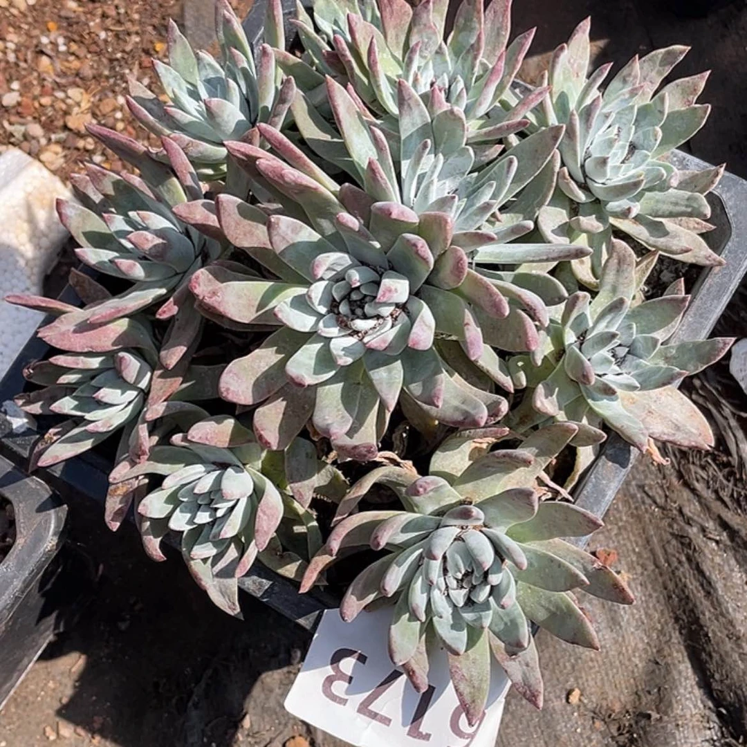 【闪购商品】白菊苹果叶