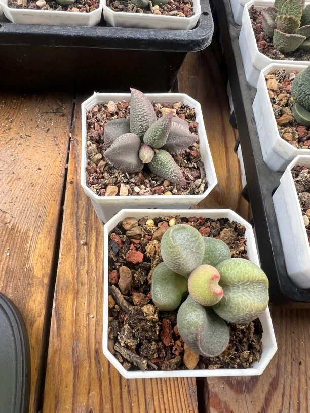 黑岩水泡多肉植物